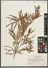 Foto von Salix melanopsis Nutt.